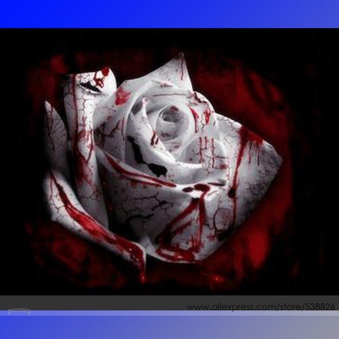 JMS The Rarest White Blood Rose Plant Flower True Seeds, Professional Pack, 50 Seeds / Pack, Light F