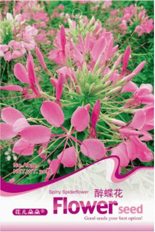 JMS 1 Original Pack, 30 Seeds Spiny Spiderflower Cleome Spinosa Flower Seeds #A032
