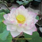 JMS 1 Professional Pack, 1 Seed / Pack, Nelumbo Nucifera China Beautiful Lotus Pad Flower Pond Seeds