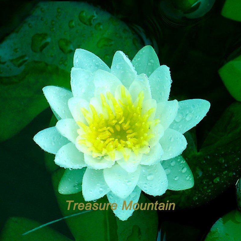 JMS 1 Professional Pack, 1 Seed / Pack, Nelumbo Nucifera Dark Blue Lotus Flowers New Variety