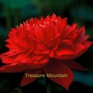 JMS 1 Professional Pack, 1 Seed / Pack, Nelumbo Nucifera Dark Red Lotus Flowers New Variety