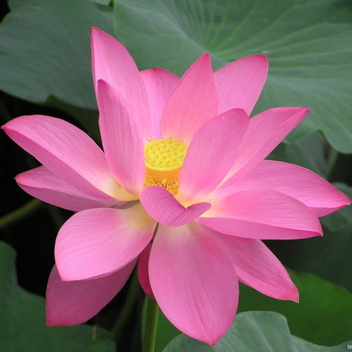 JMS 1 Professional Pack, 40 Seeds / Pack, New JMS Nelumbo Nucifera Pink Lotus Seeds