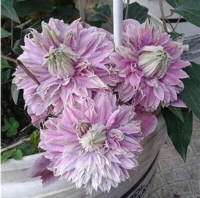 JMS Exotic Clematis Seeds, Light Pinkish Purple Double Flowers