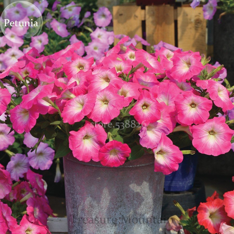 JMS Imported Radiance Pink Morn Petunia Bonsai Seeds, 100 Seeds, Cultivated By Ourselves From Import