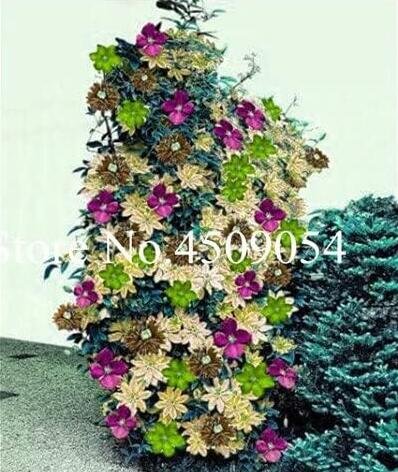 JMS Climbing Clematis Seeds, Mixed
