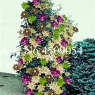 JMS Climbing Clematis Seeds, Mixed