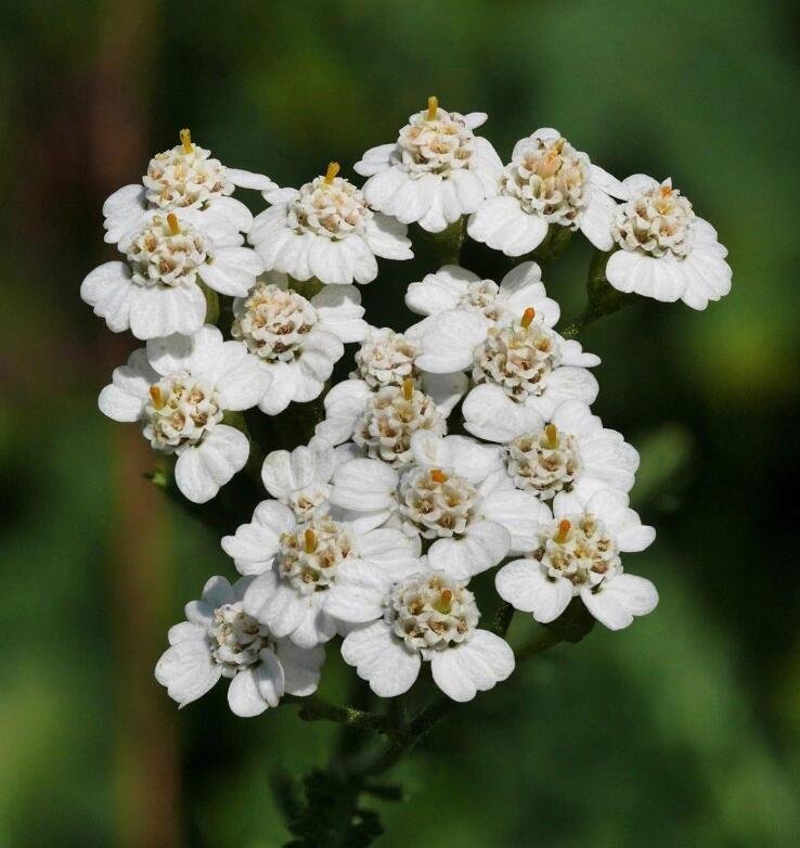 JMS Achillea Millefolium Occidentalis 100 Semi - Millefoglie White Yarrow Seeds