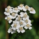 JMS Achillea Millefolium Occidentalis 100 Semi - Millefoglie White Yarrow Seeds