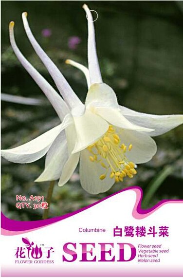 JMS Perennial White Columbine Seeds, Original Pack, 50 Seeds / Pack, Outndoor Hummingbirds Butterfli