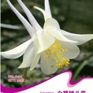 JMS Perennial White Columbine Seeds, Original Pack, 50 Seeds / Pack, Outndoor Hummingbirds Butterfli