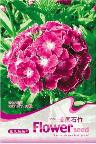 JMS 1 Original Pack, 50 Seeds / Pack, Dianthus Barbatus L. American Pink Perennial Flowers #A010