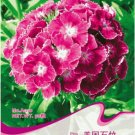 JMS 1 Original Pack, 50 Seeds / Pack, Dianthus Barbatus L. American Pink Perennial Flowers #A010