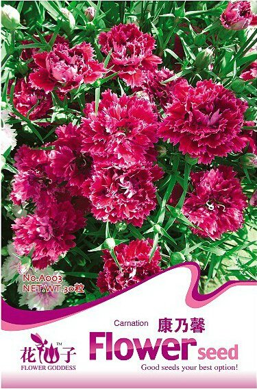 JMS 1 Original Pack, 30 Seeds / Pack, Red Carnation Flower Dianthus Caryophyllus Herbs #A003