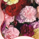 JMS 1 Original Pack, 40 Seeds / Pack, Mix Carnation Flower Seeds Dianthus Caryophyllus
