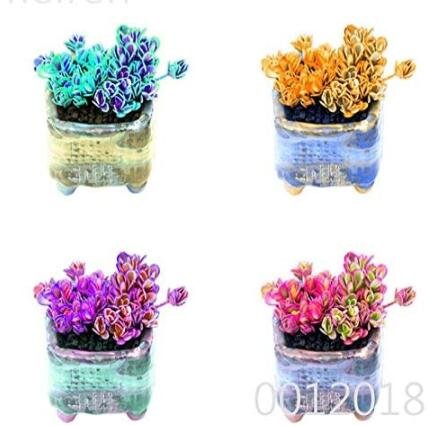 JMS Mountain Rose Bonsai Rare Succulent Seeds