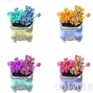 JMS Mountain Rose Bonsai Rare Succulent Seeds