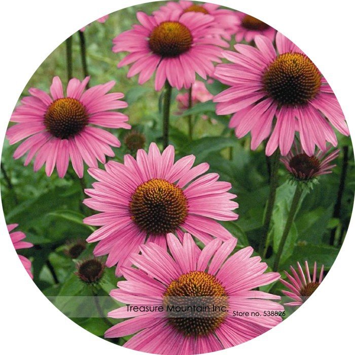 JMS Deep Rose Red Echinacea Perennial Coneflower Seeds, Professional Pack, 200 Seeds / Pack, Very Be