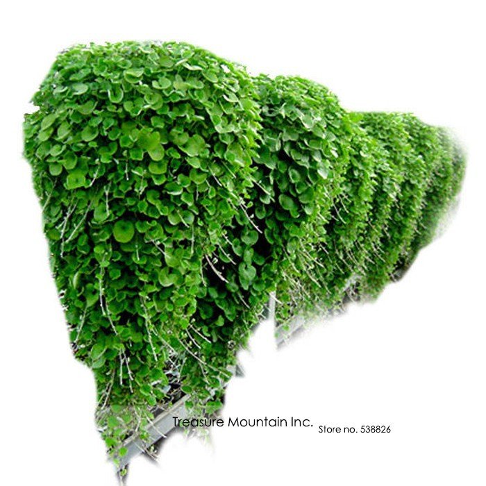 JMS Hanging Green Creeping Dichondra Ornamental Leaves Plant Seeds, Professional Pack, 1000 Seeds / 