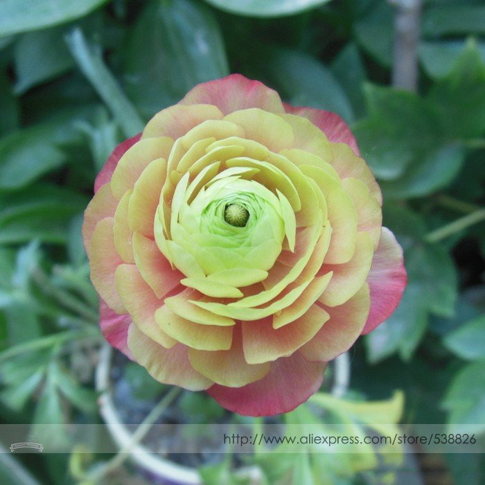 JMS Rare 'Sang Ye Mudan' Red Pink Yellow Green Peony Plant Seeds, Professional Pack, 5 Seeds / Pack,