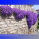 JMS Cascade Purple Aubrieta Flower Seeds, Professional Pack, 250 Seeds * 1 Pack, Perennial Groud Cov