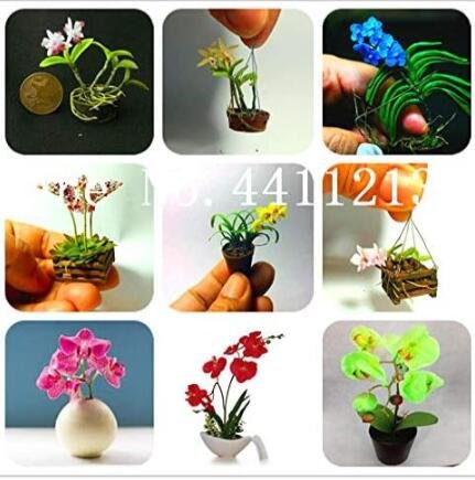 JMS Mixed Colors Orchid Seed Phalaenopsis Orchid Seeds