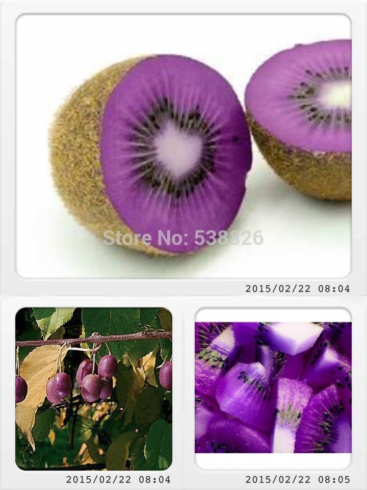 JMS Rare Heirloom Organic Purple Kiwi Fruit Seeds, Professional Pack, 50 Seeds / Pack, Tasty Sweet D