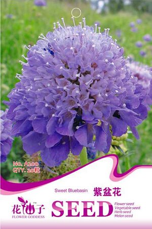 JMS Purple Scabiosa Flower Seeds, Original Pack, 20 Seeds / Pack, Pincushion Flower #A200