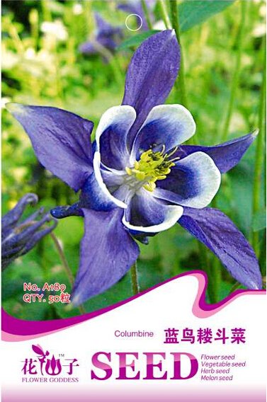 JMS Perennial Blue Columbine Seeds, Original Pack, 50 Seeds / Pack, Beautiful Hummingbirds Butterfli