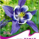 JMS Perennial Blue Columbine Seeds, Original Pack, 50 Seeds / Pack, Beautiful Hummingbirds Butterfli