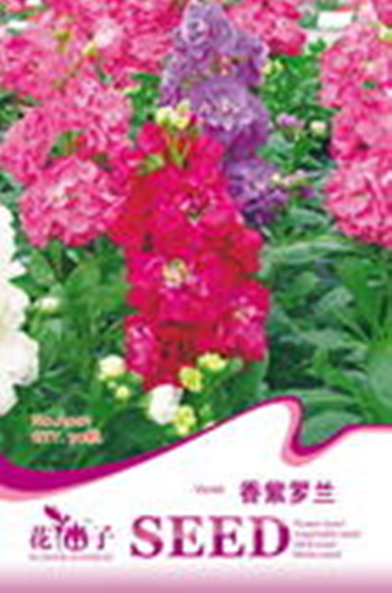 JMS 1 Original Pack, 30 Seeds / Pack, Mix Violet Perennial Plants Flower Seeds #A001