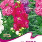 JMS 1 Original Pack, 30 Seeds / Pack, Mix Violet Perennial Plants Flower Seeds #A001