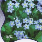 JMS 1 Original Pack, 60 Seeds / Pack, Myosotis Sylvatica Blue Forget Me Not Perennial Plants