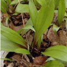 JMS 100Pcs Wild Leek Seeds (Allium Tricoccum) Perennial Vegetables
