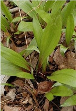 JMS 100Pcs Wild Leek Seeds (Allium Tricoccum) Perennial Vegetables