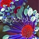 JMS 100Pcs African Blue Eyed Daisy Flower Osteospermum Seeds Purple-Rose Red-White Flowers