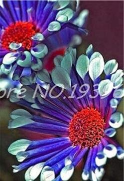 JMS 100Pcs African Blue Eyed Daisy Flower Osteospermum Seeds Purple-Rose Red-White Flowers