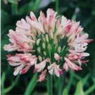 JMS 100Pcs Agapanthus Africanus Seeds 'Fireworks’ African Lily 'Strawberry Ice'