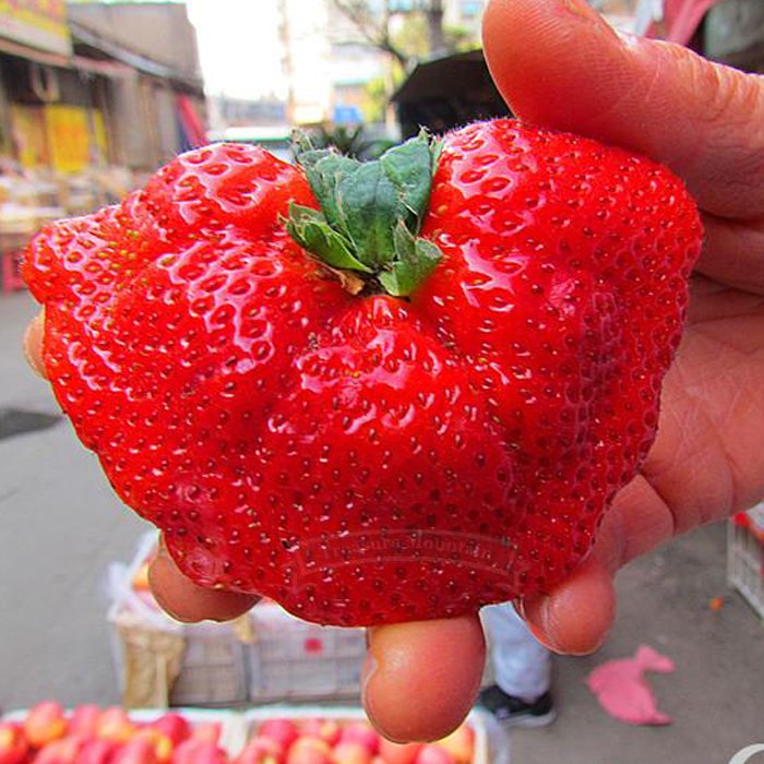 JMS 1 Professional Pack, 5000 Seeds / Pack, New Organic Giant Strawberry, Really Huge And Sweet