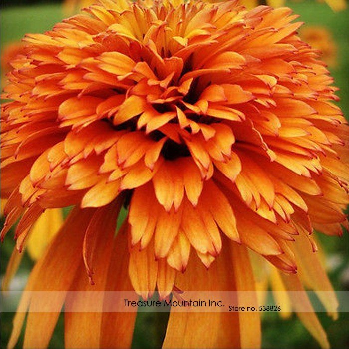 JMS Very Rare Orange Marmalade Echinacea Perennial Coneflower Seeds, Professional Pack, 200 Seeds / 