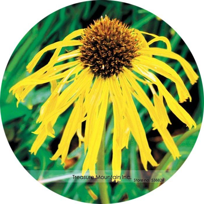 JMS Usa Imported Yellow Spider Echinacea Purpurea Coreflower Seeds, Professional Pack, 100 Seeds / P