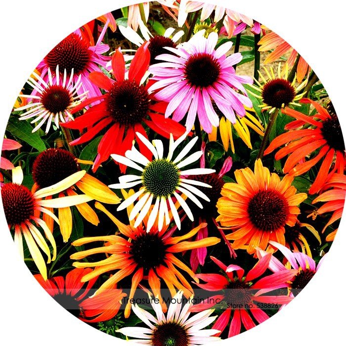 JMS Uk Imported Mixed Echinacea Purpurea Coreflower Seeds, Professional Pack, 100 Seeds / Pack, Easy