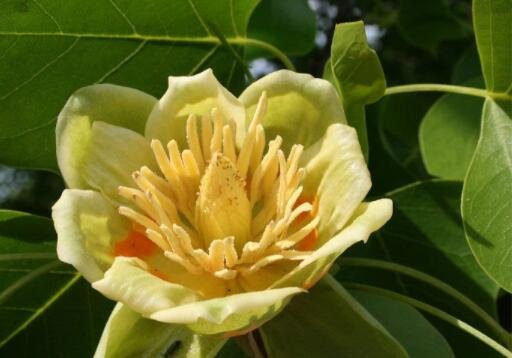 JMS 100Pcs Liriodendron Tulipifera Seeds