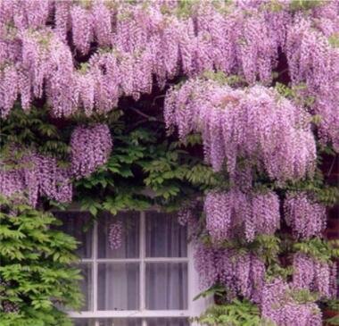 JMS 100Pcs Rare Wisteria Sinensis Climbing Seeds
