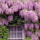 JMS 100Pcs Rare Wisteria Sinensis Climbing Seeds