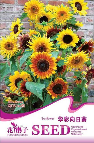 JMS 1 Original Pack, 15 Seeds / Pack, Many Headed Sunflower For Bonsai Seeds #A142