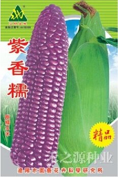 JMS 1 Original Pack, 100G Seeds / Pack, Purple Glutinous Maize Corn Seeds, Heirloom Non-Gmo Organic 