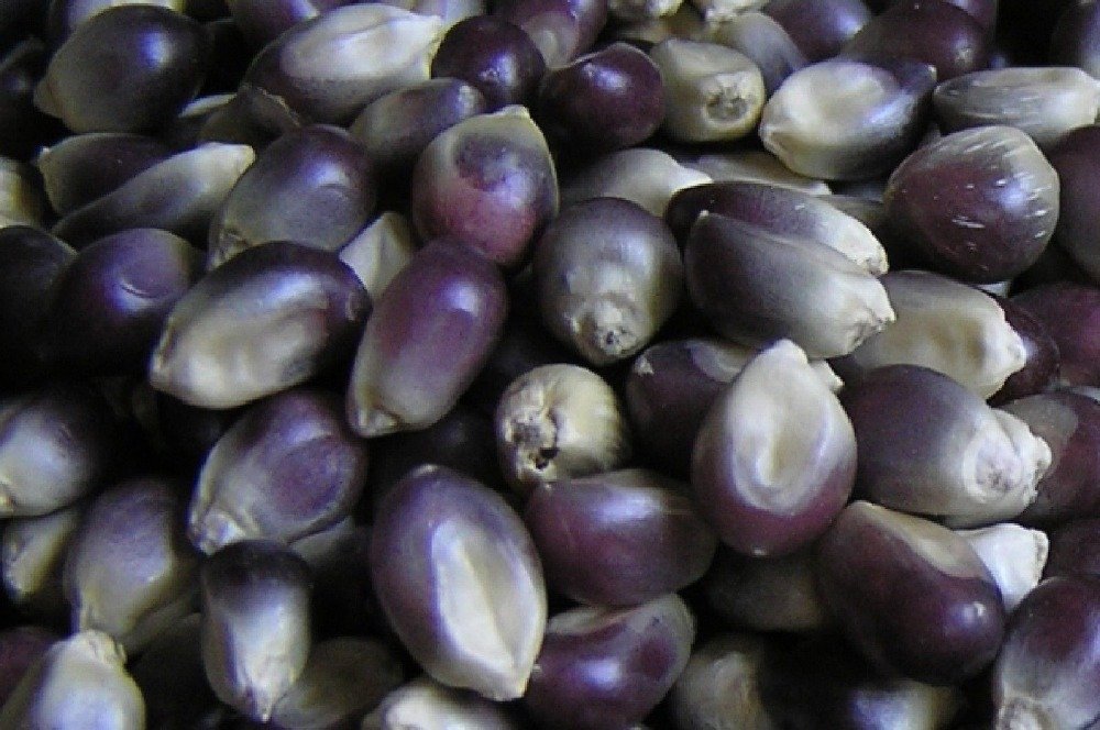 JMS 1 Professional Pack, 100G Seeds / Pack, Popcorn Shaman'S Blue Zea Mays, Op Heirloom Seeds New