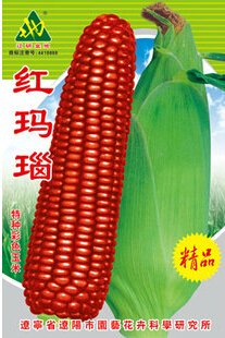 JMS 1 Original Pack, 100G Seeds / Pack, Red Glutinous Maize Seeds, Heirloom Non-Gmo Tasty Corn Seeds