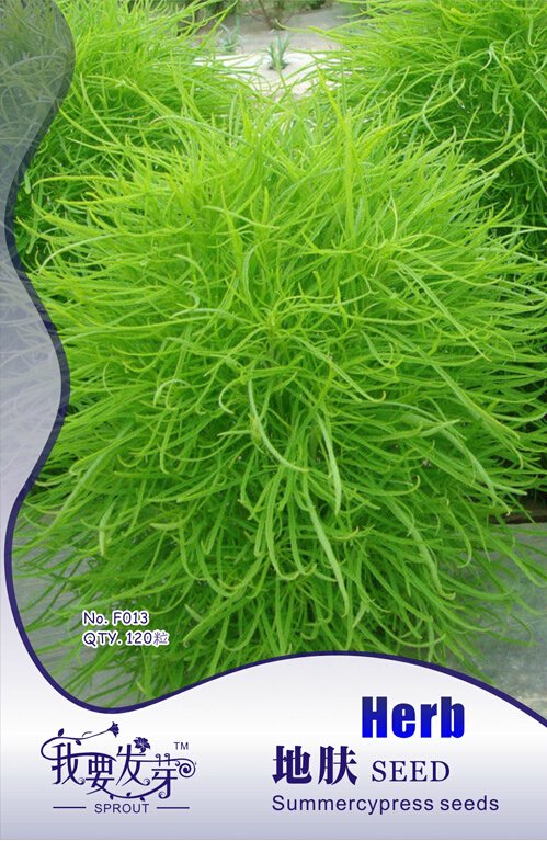 JMS 1 Original Pack, 120 Seeds / Pack, Green Kochia Scoparia Molly Scoparia Grass Gorgeous Plants