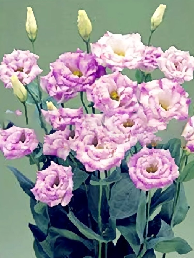 JMS Eustoma, Light Puple White Stripes Double Flowers